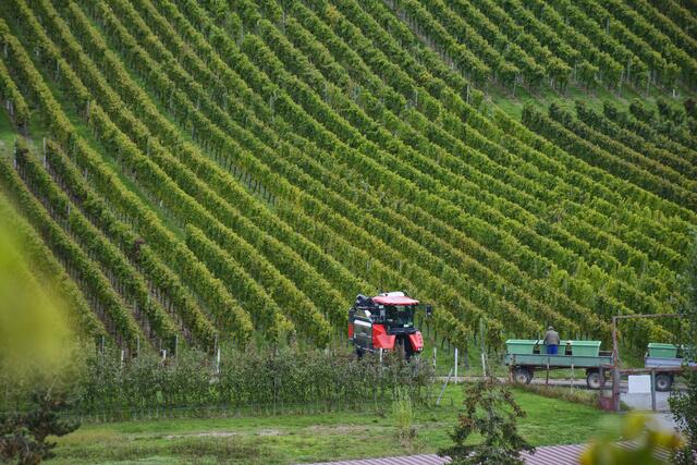 Vollernter im Einsatz. | Foto: Michael Harmsen