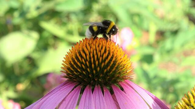 Solch schöne Motive sind im eigenen Garten zu finden.  | Foto: Fritz Renner