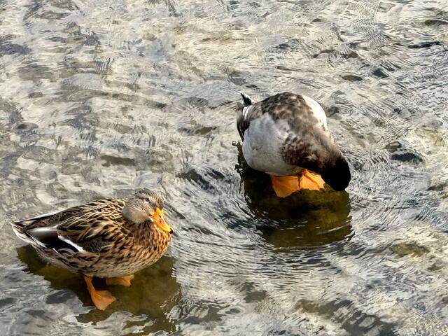 Foto: Heide Böllinger aus Bad Friedrichshall
