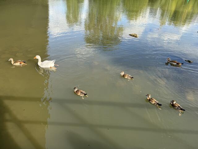 Foto: Heide Böllinger aus Bad Friedrichshall