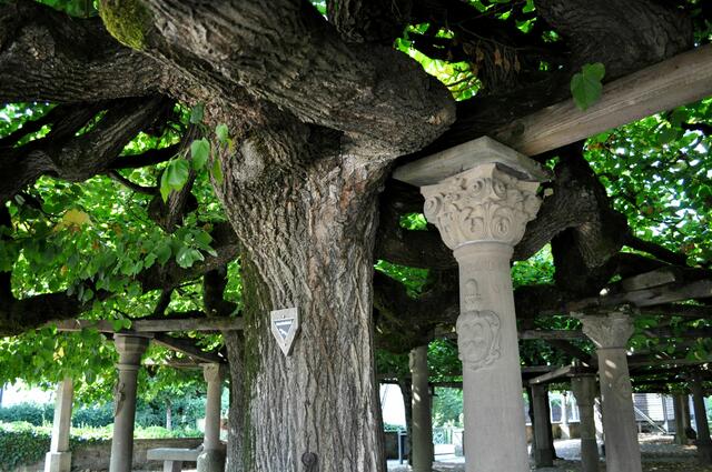 Eine sehenswerte Anlage, die im Sommer angenehmen Schatten bietet:
Die ursprüngliche Linde stammt aus dem Mittelalter. 
 | Foto: Daniela Somers