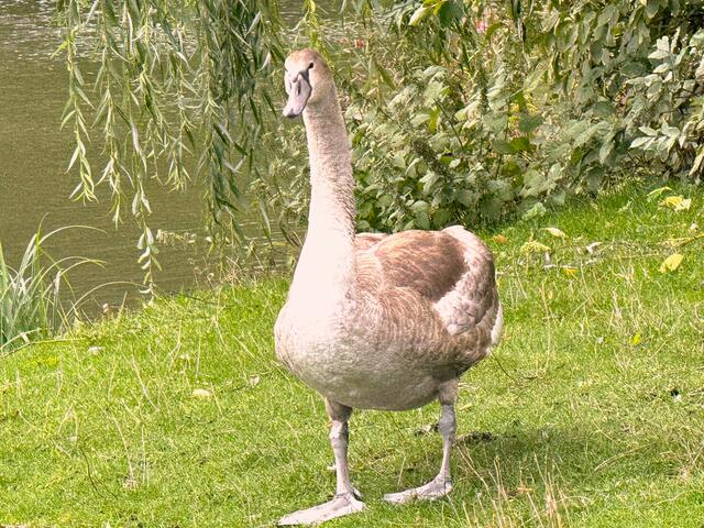 Foto: Heide Böllinger aus Bad Friedrichshall