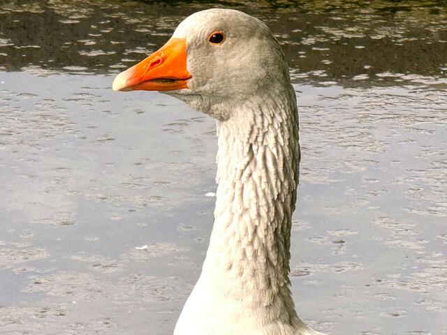Foto: Heide Böllinger aus Bad Friedrichshall