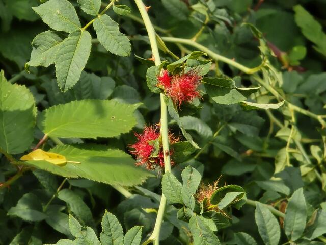 So sehen Larvenkammern der Rosengallwespen aus.  | Foto:  Heidrun Rosenberger
