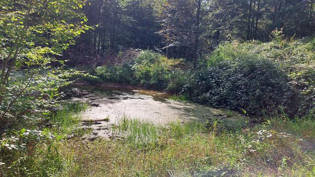 Kleiner Weiher | Foto: Elfriede Baier 