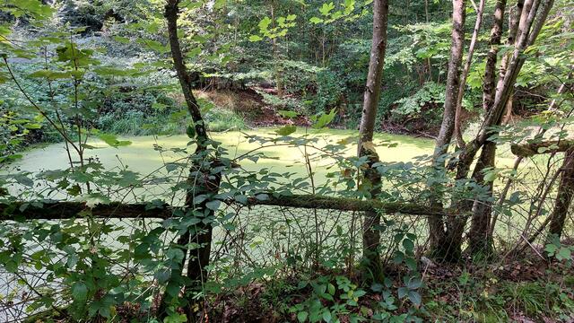 Weiher mit Wasserlinsen | Foto: Elfriede Baier 