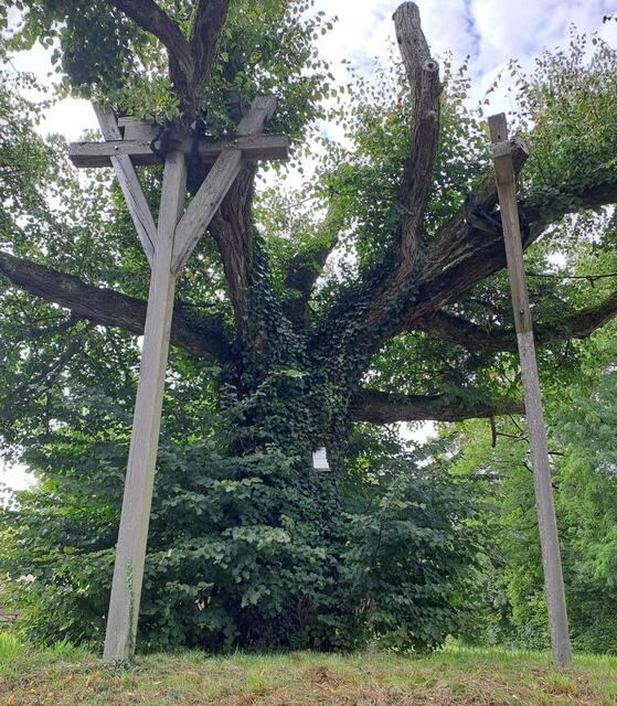 Die über 120 Jahre alte Winterlinde braucht "Krücken", treibt aber immer noch. | Foto: Foto privat