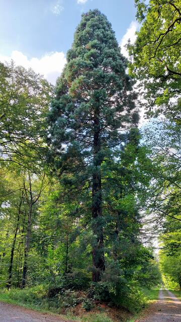 Mammutbaum | Foto: Elfriede Baier 