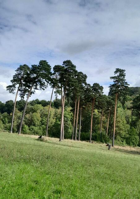 Wie aus einer anderen Welt wirken die hohen Kiefern auf der Wiese. | Foto: Foto privat