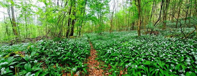 Bärlauchwiese im Steinbachtal (Gem. Pfedelbach/Hohenlohekreis) | Foto: Andreas Odey