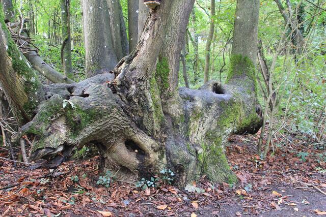 wow | Foto: Ralf Röser