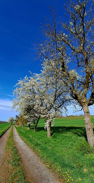 am Limes bei Pfahlbach (Gem. Zweiflingen/Hohenlohekreis) | Foto: Andreas Odey