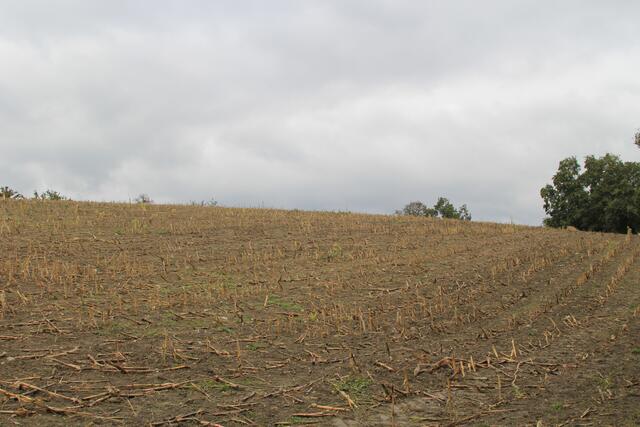 abgeerntet | Foto: Ralf Röser