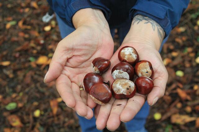 ein paar nehmen wir mit | Foto: Ralf Röser