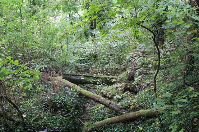 Wildnis | Foto: Ralf Röser