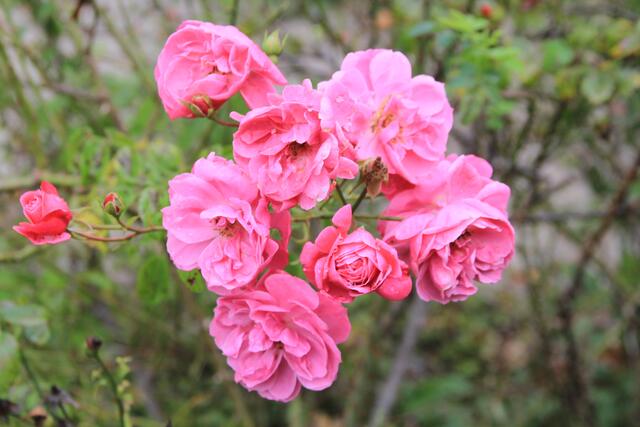 schön im Herbst | Foto: Ralf Röser