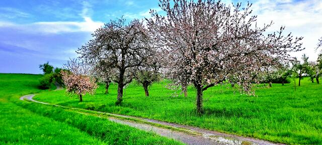 Frühlingsimpressionen bei Pfedelbach (Hohenlohekreis) | Foto: Andreas Odey