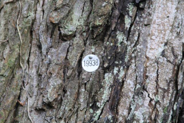 Nummer vom Baum | Foto: Ralf Röser