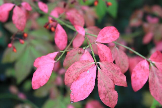 schöne Herbstfarbe | Foto: Ralf Röser