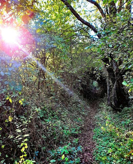 Romantischer Heckenweg bei Pfedelbach (Hohenlohekreis) | Foto: Andreas Odey