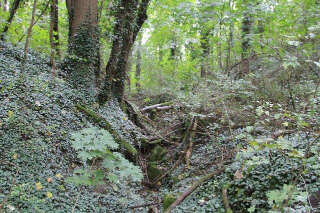 Wildnis | Foto: Ralf Röser