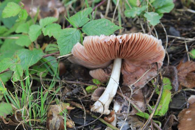 da ist wohl jemand draufgedabbt | Foto: Ralf Röser