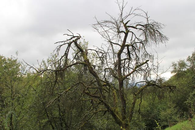 knorrig | Foto: Ralf Röser