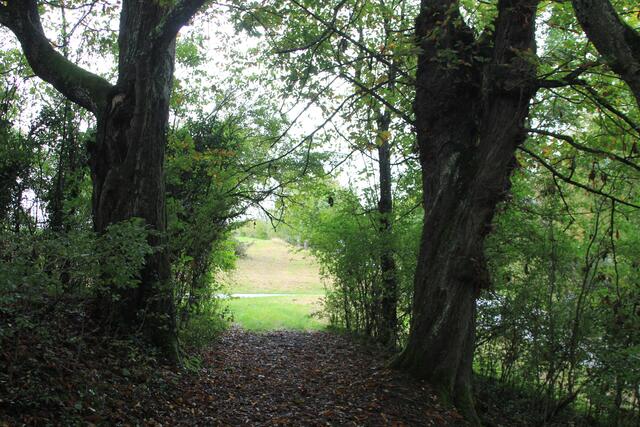 zwei sehr große, alte Kastanienbäume | Foto: Ralf Röser