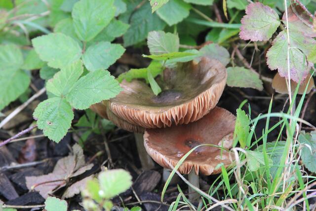 schee | Foto: Ralf Röser