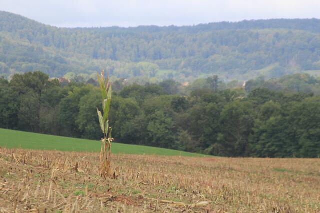 na der wurde wohl vergessen, hihi | Foto: Ralf Röser