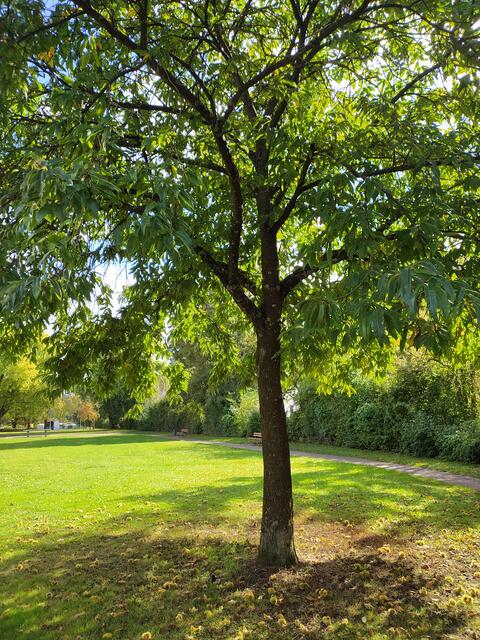 Ein netter kleiner Park - mit Spielplatz für die Kinder der dortigen Anwohner. Schön auch, einfach seinen Weg durch diese Grünspange zu gehen.  | Foto: sigischlottke