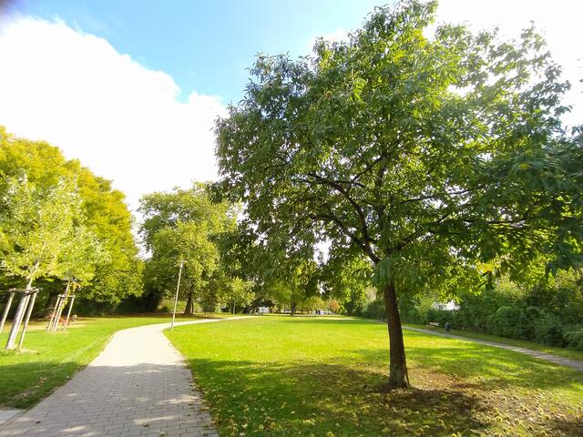 Der unauffällige Maronenbaum.  | Foto: sigischlottke