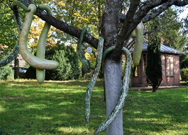 Schlangenkürbisse. | Foto: Daniela Somers