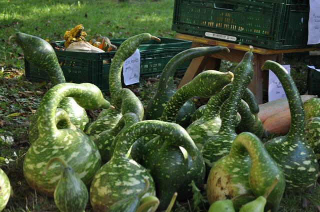 Witzige Kürbisse. | Foto: Daniela Somers