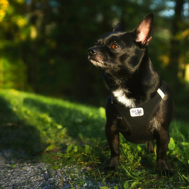 Dieser Chihuaua zeigt sich für die Kamera von seiner besten Seite. | Foto: Stefan Langer