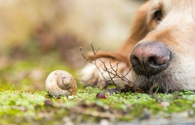 Ein tierisch tolles Foto, auf dem Hund und Schnecke zu sehen sind. | Foto: Felix Reber