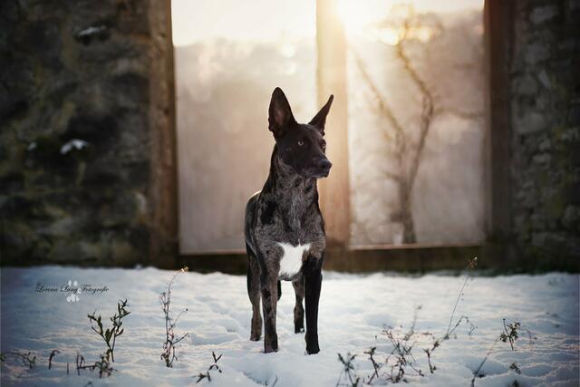 Die Mischlingshündin Aska macht eine tolle Figur im Schnee. | Foto: Lorena Lang