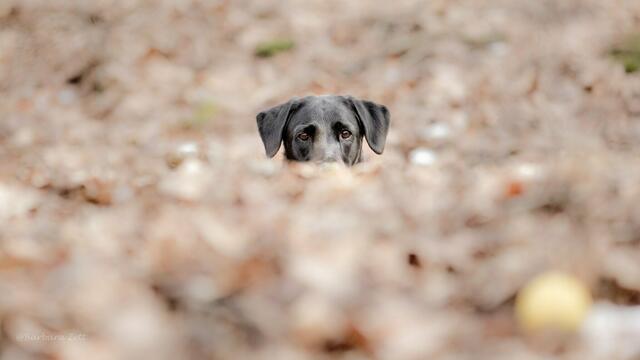 Wer schaut denn da? Es ist der Hund von Heimatreporterin Barbara Ziech. | Foto: Barbara Ziech