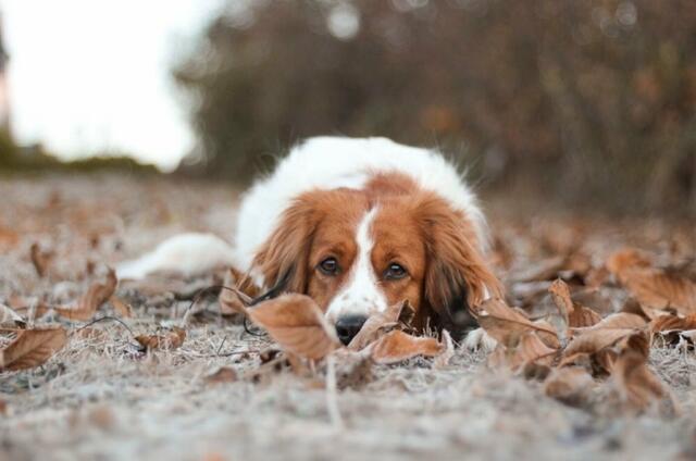 Ein Kooikerhondje, der sich im Laub pudelwohl fühlt. | Foto: Anna Rudy