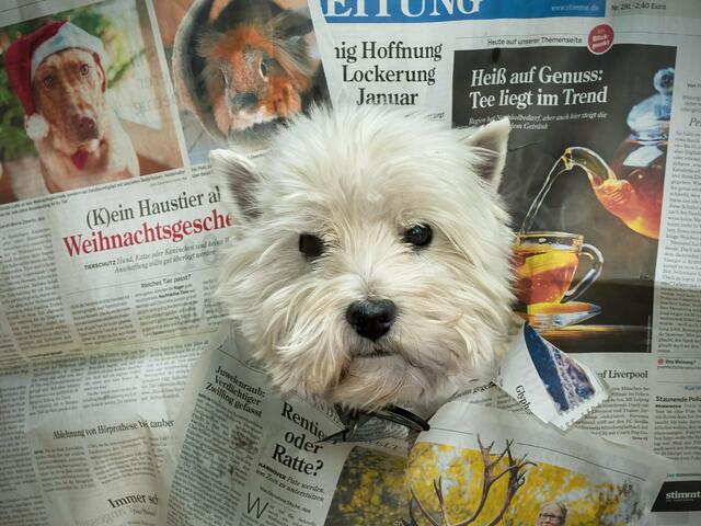 Hund Mika von Rüdiger Reingräber ist besonders neugierig. | Foto: Rüdiger Reingräber