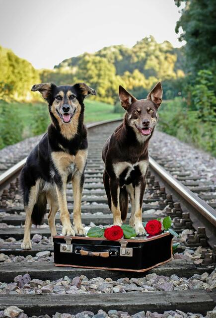 Reiselustig: Diese Hunde scheinen mit gepacktem Koffer ihre Mitreisemöglichkeit zu erwarten. | Foto: Lena Zoglmeier