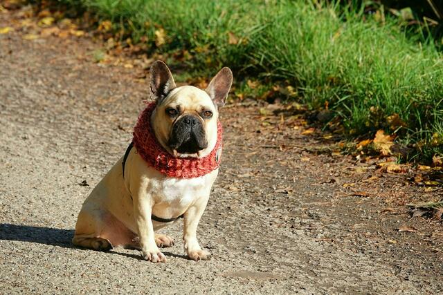 Seelenruhig beobachtet diese Französische Bulldogge ihre Umgebung. | Foto: Uschi Dugulin