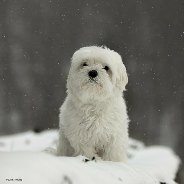 Tolle Fotos entstanden beim Schneeausflug von Karla Schraudolf. | Foto: Karla Schraudolf
