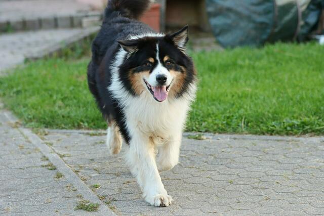 Ganz flink und munter ist der Australian Shepherd unterwegs. | Foto: Uschi Dugulin