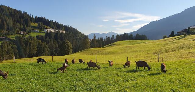 Tag 4: glückliche Ziegen | Foto: privat Sibylle Tröber