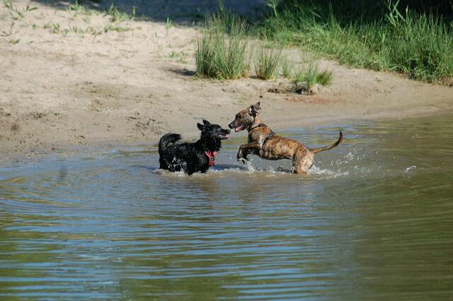Spielende Hunde im Wasser bei Heilbronn | Foto: Heidrun Rosenberger