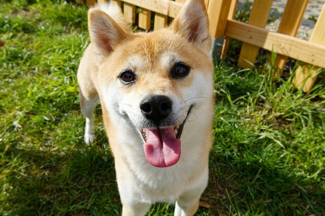 Der Shiba ist sichtlich erfreut! Ein tolles Foto von Heimatreporter Wolfgang Kynast. | Foto: Wolfgang Kynast