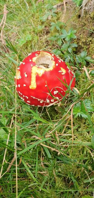 Tag 1: Herbstbote | Foto: privat Sibylle Tröber