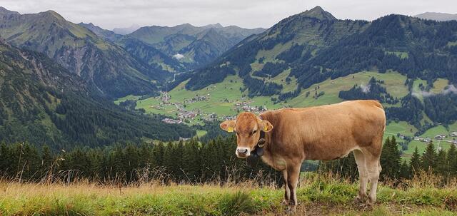 Tag 2: glückliche Kuh und Aussicht auf Mittelberg | Foto: privat Sibylle Tröber