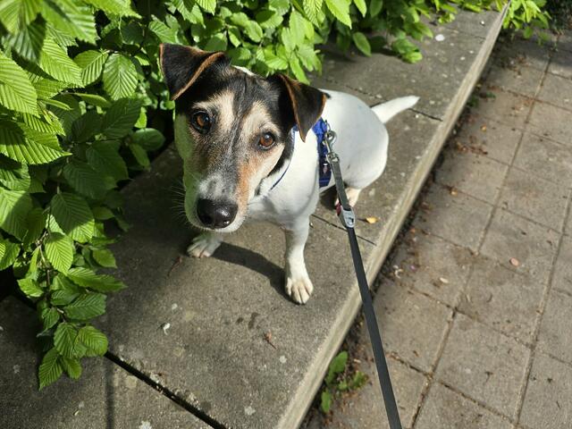 Hund Jacky ist der liebenswürdige Begleiter von Heidrun Rosenberger. | Foto: Heidrun Rosenberger